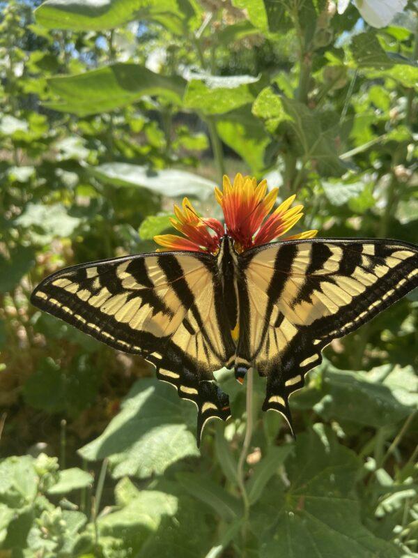 Butterfly on a blanket flower
